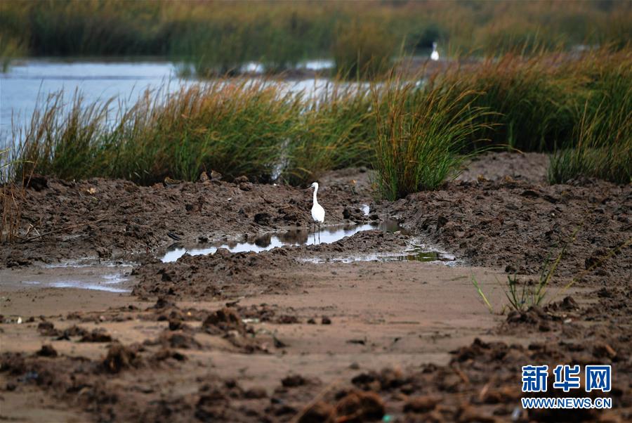 （新華視點(diǎn)&middot;圖文互動(dòng)）（4）福建10名黨員干部被問(wèn)責(zé)的背后：7部門(mén)十余次執(zhí)法未能有效制止泉州灣濕地圍墾行為