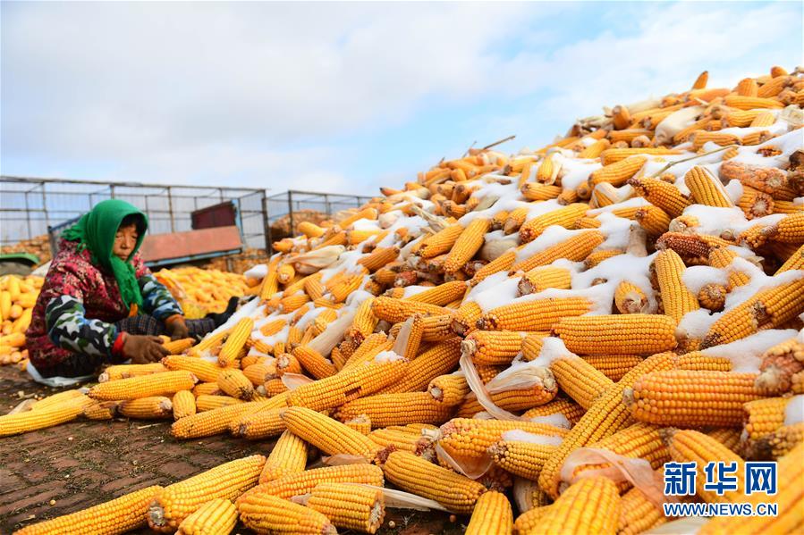 （在習(xí)近平新時代中國特色社會主義思想指引下&mdash;&mdash;新時代新作為新篇章&middot;鄉(xiāng)村振興戰(zhàn)略&middot;圖文互動）（1）吉林榆樹：產(chǎn)糧&ldquo;冠軍縣&rdquo;大旱之年從容應(yīng)對減產(chǎn)考驗