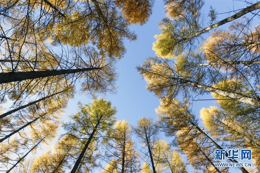 （新華全媒頭條&middot;圖文互動(dòng)）（9）那一抹綠色，走進(jìn)越來越多人心里&mdash;&mdash;河北塞罕壩續(xù)寫新時(shí)代綠色傳奇