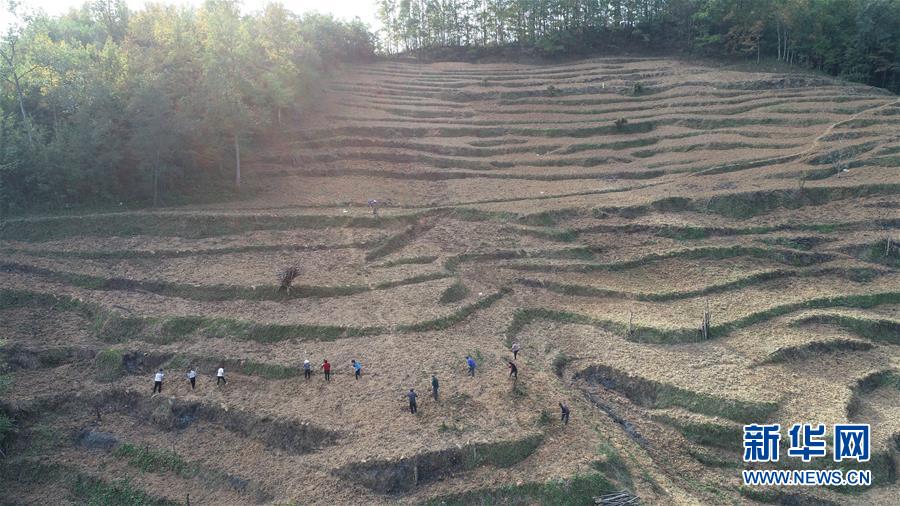 （在習(xí)近平新時(shí)代中國特色社會主義思想指引下&middot;慶祝改革開放40周年&middot;共享發(fā)展&middot;圖文互動）（2）&ldquo;浙江親人&rdquo;請心安 白茶苗已種滿山&mdash;&mdash;浙江安吉捐贈四川青川白茶苗種植地探訪