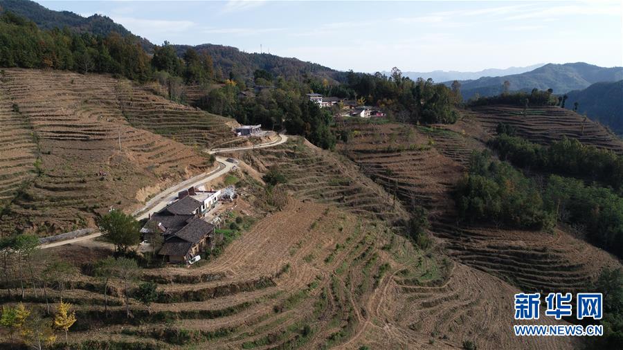 （在習(xí)近平新時(shí)代中國特色社會主義思想指引下&middot;慶祝改革開放40周年&middot;共享發(fā)展&middot;圖文互動）（3）&ldquo;浙江親人&rdquo;請心安 白茶苗已種滿山&mdash;&mdash;浙江安吉捐贈四川青川白茶苗種植地探訪