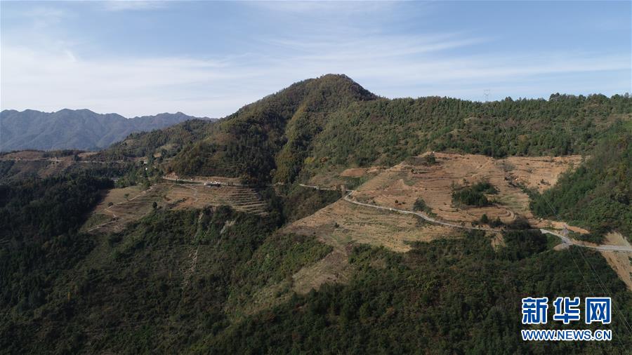 （在習(xí)近平新時(shí)代中國特色社會主義思想指引下&middot;慶祝改革開放40周年&middot;共享發(fā)展&middot;圖文互動）（4）&ldquo;浙江親人&rdquo;請心安 白茶苗已種滿山&mdash;&mdash;浙江安吉捐贈四川青川白茶苗種植地探訪