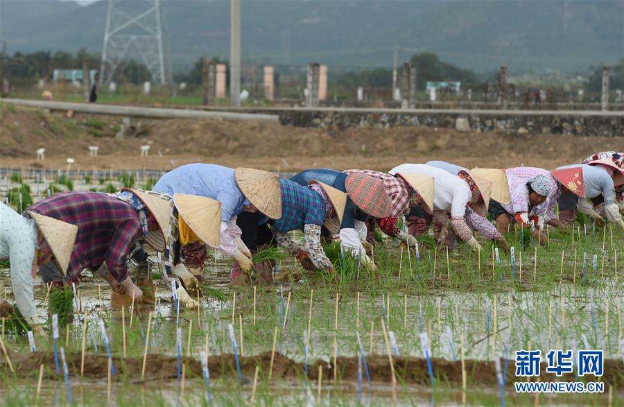 （百城百縣百企調(diào)研行&middot;圖文互動）（4）海南農(nóng)墾：農(nóng)業(yè)&ldquo;國家隊&rdquo;打贏改革&ldquo;翻身仗&rdquo;