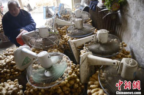 資料圖：山西太原蔬菜批發(fā)市場，姜販用多臺電風扇風干新鮮潮濕的生姜。<a target='_blank' ><p  align=