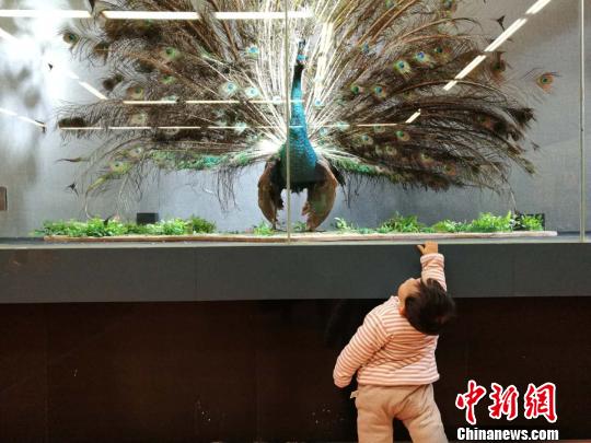 圖為展覽現(xiàn)場?！『h航 攝