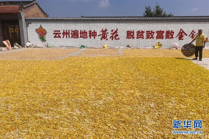 （在習(xí)近平新時代中國特色社會主義思想指引下&mdash;&mdash;新時代新作為新篇章&middot;鄉(xiāng)村振興戰(zhàn)略&middot;圖文互動）（2）一株忘憂草，萬家喜眉梢&mdash;&mdash;山西省大同市云州區(qū)黃花產(chǎn)業(yè)扶貧觀察