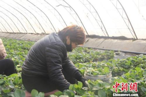 正值隆冬時(shí)節(jié)，山西省長治市長子縣天寒地凍，最低氣溫已有零下十幾度，當(dāng)?shù)氐氖卟舜笈飪?nèi)卻&ldquo;春意盎然&rdquo;、生機(jī)勃勃?！⊥蹙S寧 攝