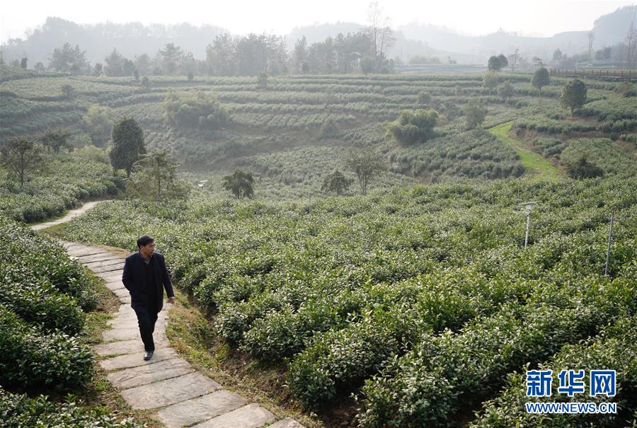 （在習(xí)近平新時(shí)代中國特色社會(huì)主義思想指引下&mdash;&mdash;新時(shí)代新作為新篇章&middot;鄉(xiāng)村振興戰(zhàn)略&middot;圖文互動(dòng)）（1）老支書王興強(qiáng)的新&ldquo;茶事&rdquo;