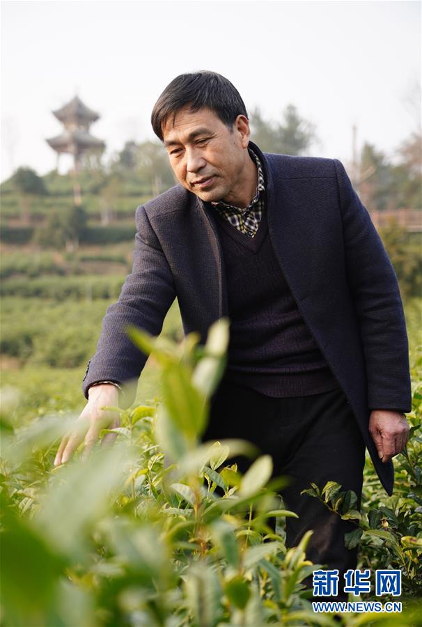 （在習(xí)近平新時(shí)代中國特色社會(huì)主義思想指引下&mdash;&mdash;新時(shí)代新作為新篇章&middot;鄉(xiāng)村振興戰(zhàn)略&middot;圖文互動(dòng)）（3）老支書王興強(qiáng)的新&ldquo;茶事&rdquo;