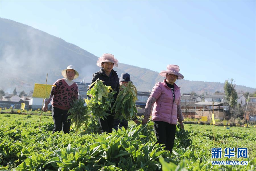 （新春走基層&middot;圖文互動(dòng)）（1）&ldquo;蒜農(nóng)&rdquo;不種蒜 買蒜過(guò)除夕&mdash;&mdash;洱海農(nóng)業(yè)綠色轉(zhuǎn)型見聞