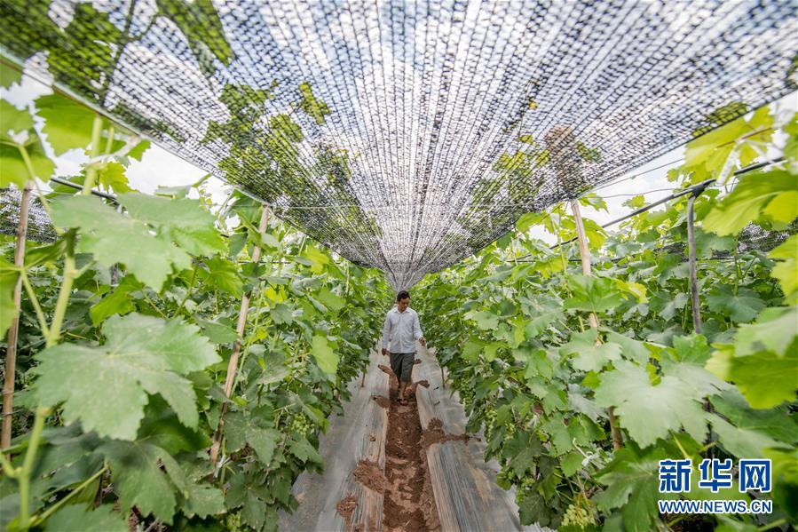 (在習(xí)近平新時(shí)代中國特色社會(huì)主義思想指引下——新時(shí)代新作為新篇章·圖文互動(dòng))(2)紅土高原上掀起“綠色旋風(fēng)”