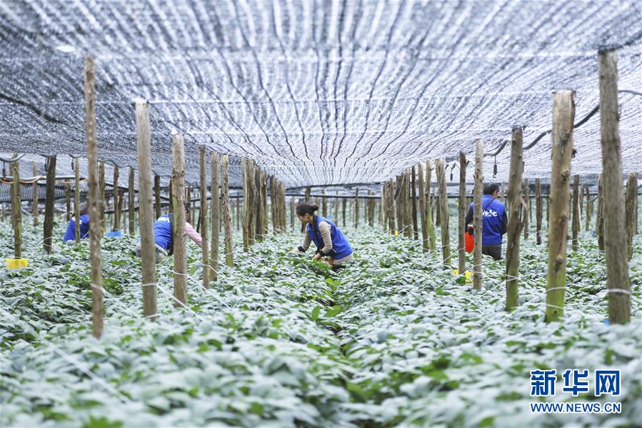 (在習(xí)近平新時(shí)代中國特色社會(huì)主義思想指引下——新時(shí)代新作為新篇章·圖文互動(dòng))(3)紅土高原上掀起“綠色旋風(fēng)”