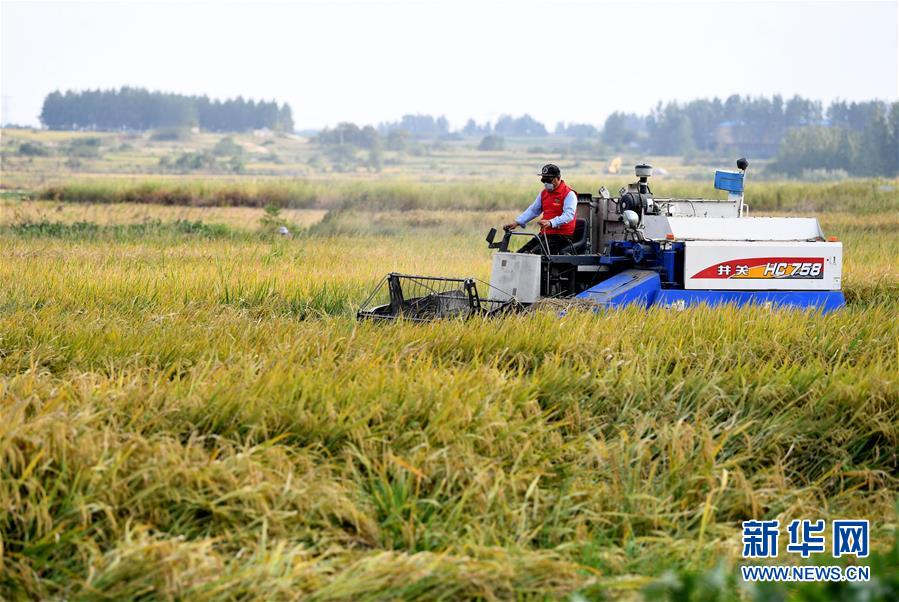 （新華全媒頭條&middot;愛(ài)國(guó)情 奮斗者&middot;圖文互動(dòng)）（6）一個(gè)村的奮斗，一個(gè)時(shí)代的巨變&mdash;&mdash;記敢&ldquo;蹚新路&rdquo;的小崗人