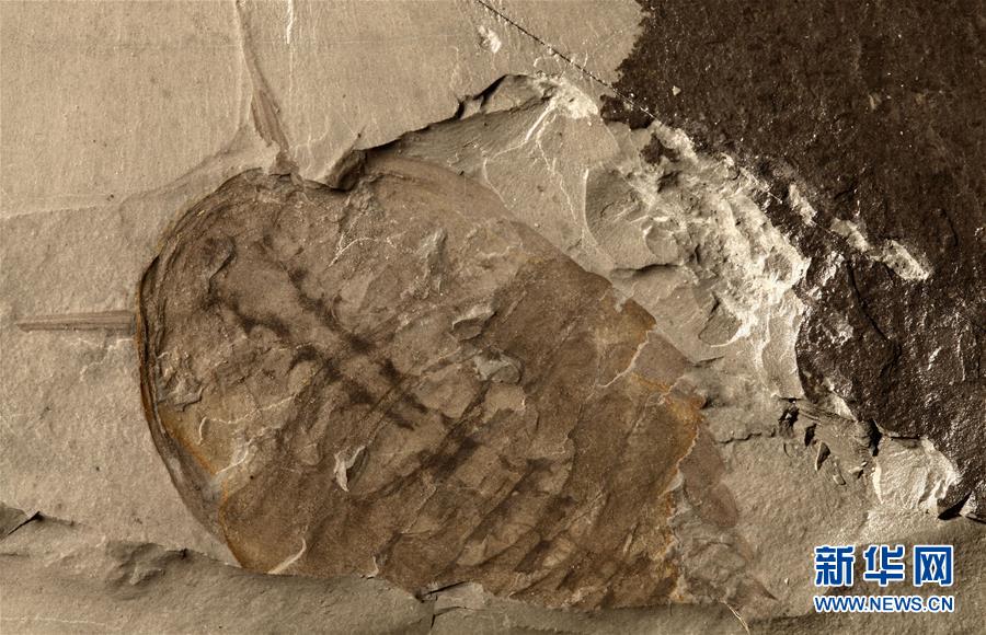 （新華全媒頭條&middot;圖文互動）（10）探尋5億年前&ldquo;生命大爆炸&rdquo;之奧秘&mdash;&mdash;中國科學(xué)家發(fā)現(xiàn)寒武紀(jì)&ldquo;化石寶庫&rdquo;清江生物群紀(jì)實