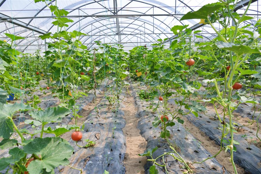 （新華全媒頭條&middot;北京世園會&middot;圖文互動）（16）建設(shè)美麗中國 共筑綠色家園&mdash;&mdash;寫在2019年中國北京世界園藝博覽會開幕之際