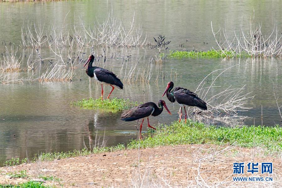 （生態(tài)文明建設(shè)&middot;圖文互動）（3）從亂河灘到&ldquo;鳥的天堂&rdquo;&mdash;&mdash;一名攝影師鏡頭里的&ldquo;生態(tài)變奏曲&rdquo;