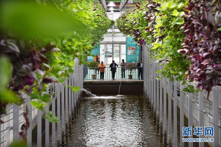 （壯麗70年&middot;奮斗新時(shí)代&middot;圖文互動(dòng)）（10）山東壽光：一棵&ldquo;菜&rdquo;興一座城 