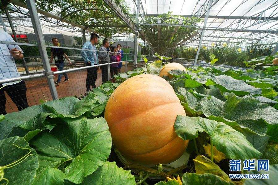 （壯麗70年&middot;奮斗新時(shí)代&middot;圖文互動(dòng)）（11）山東壽光：一棵&ldquo;菜&rdquo;興一座城 