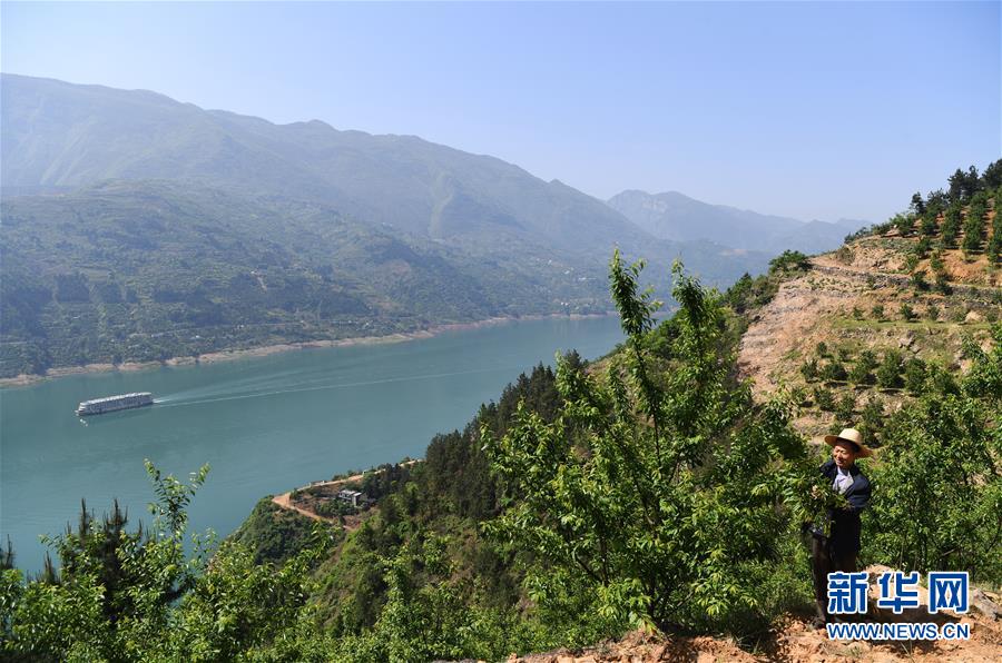 （在習(xí)近平新時(shí)代中國(guó)特色社會(huì)主義思想指引下&mdash;&mdash;新時(shí)代新作為新篇章）（12）重慶巫山：&ldquo;生態(tài)寶貝&rdquo;變身&ldquo;搖錢(qián)樹(shù)&rdquo;