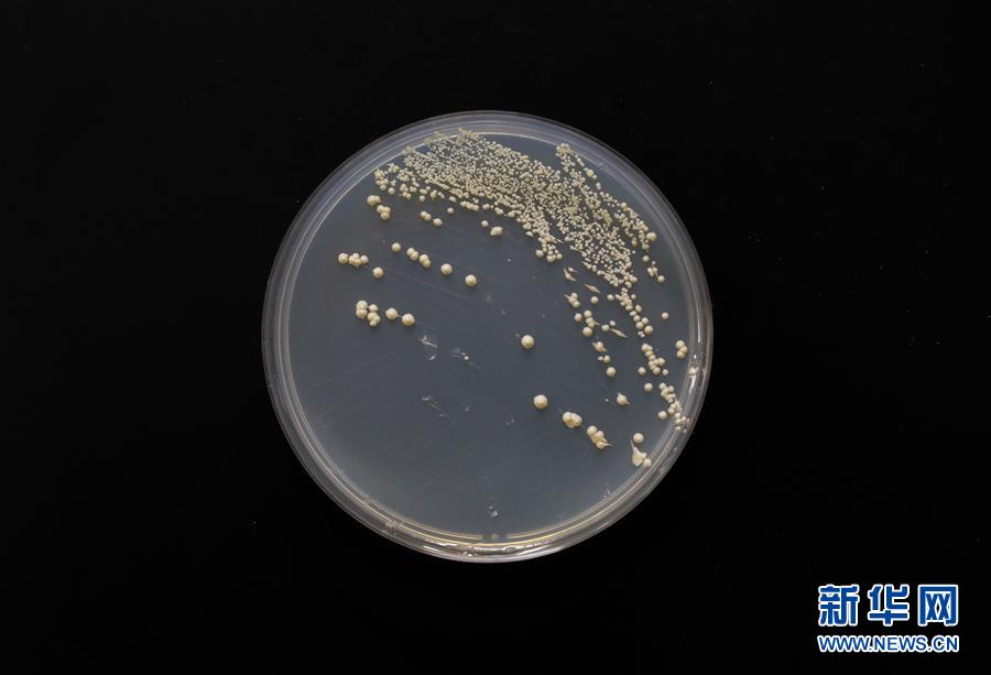 (新華全媒頭條·圖文互動)(6)“兩個一公里”的創(chuàng)新答案——上海全力建設(shè)全球科創(chuàng)中心紀實