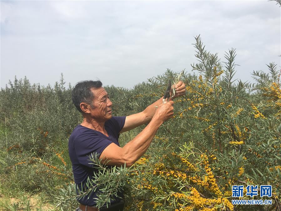 (權(quán)威訪談·聚焦中國經(jīng)濟(jì)亮點(diǎn)·圖文互動(dòng))(4)防治土地荒漠化 推動(dòng)綠色發(fā)展——專訪國家林業(yè)和草原局副局長劉東生