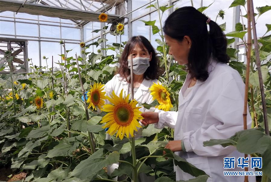 （在習(xí)近平新時代中國特色社會主義思想指引下&mdash;&mdash;新時代新作為新篇章&middot;圖文互動）走自主研發(fā)之路：中國食葵打敗&ldquo;洋&rdquo;種子
