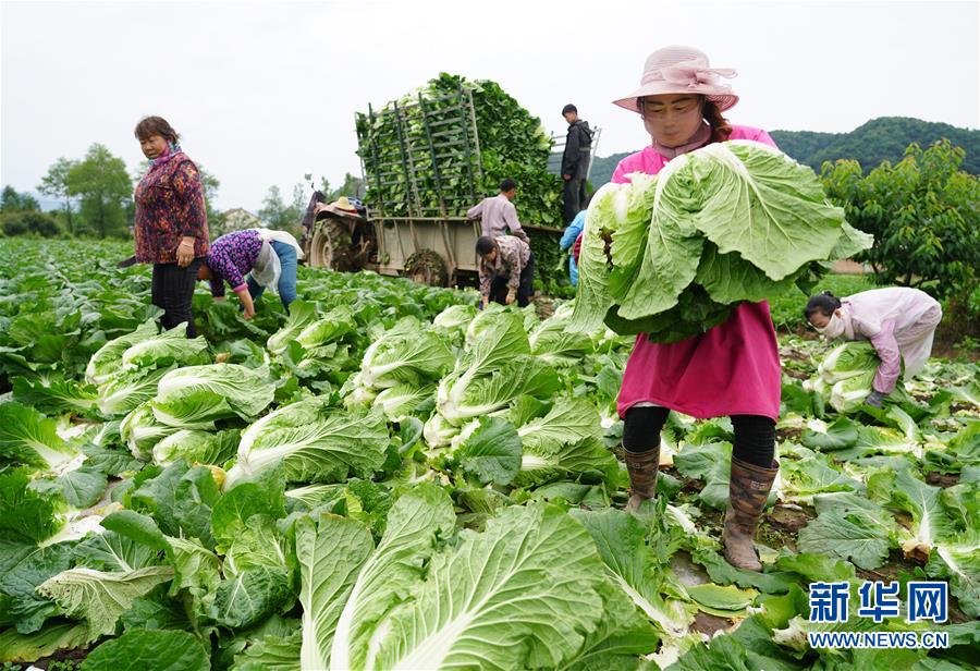 （走基層 聽(tīng)民聲&middot;圖文互動(dòng)）（1）陜西：太白山下種蔬菜 質(zhì)優(yōu)價(jià)高不愁賣