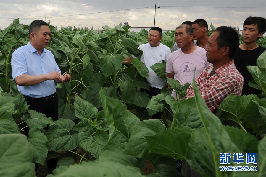 （愛國情 奮斗者&middot;圖片互動）（4）張永平：像打造&ldquo;中國芯&rdquo;一樣打造&ldquo;中國葵&rdquo;