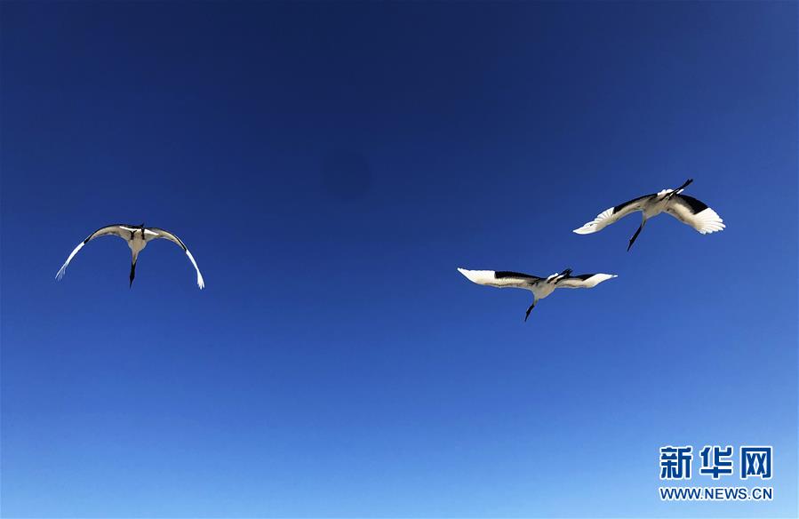 （在習(xí)近平新時(shí)代中國特色社會主義思想指引下&mdash;&mdash;新時(shí)代新作為新篇章&middot;圖文互動）（3）從&ldquo;人鳥爭食&rdquo; 到&ldquo;人鶴和諧&rdquo;&mdash;&mdash;濕地生態(tài)保護(hù)的&ldquo;扎龍?zhí)剿?rdquo;