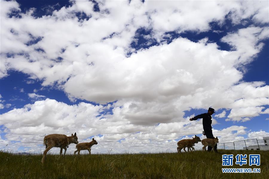 （今日關(guān)注&middot;第一屆國家公園論壇&middot;圖文互動）（5）首個國家公園什么樣？專家?guī)阆?ldquo;睹&rdquo;為快