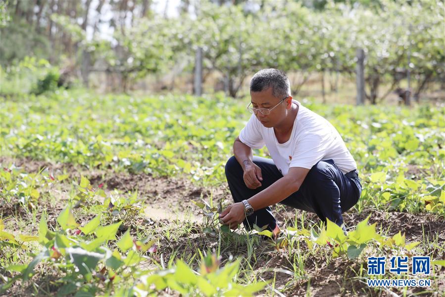 （不忘初心、牢記使命&middot;圖文互動）（4）&ldquo;上天入地&rdquo;也要帶領(lǐng)鄉(xiāng)親脫貧&mdash;&mdash;記廣東那毛村駐村第一書記彭彬