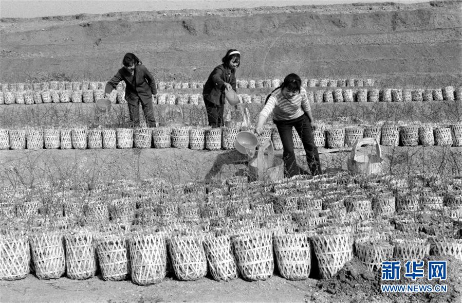 （紅土地&ldquo;往事新說&rdquo;&middot;圖文互動(dòng)）（2）昔日房前&ldquo;一棵苗&rdquo; 今朝引來橙滿枝