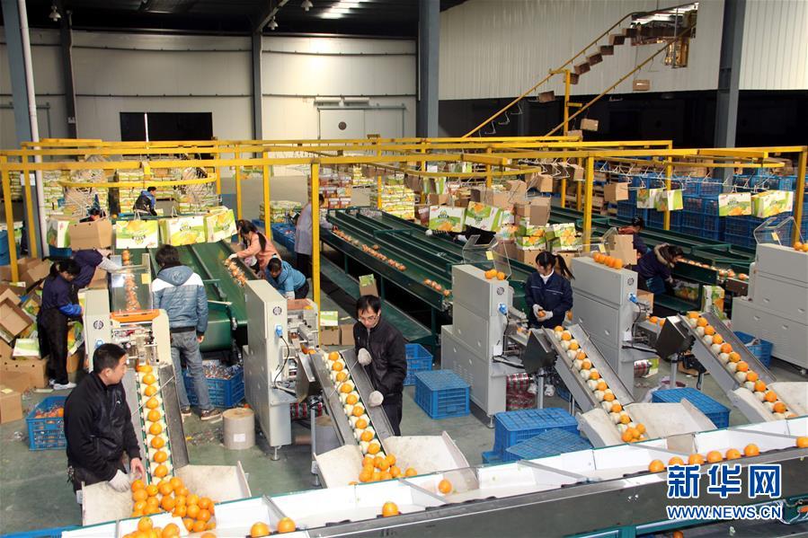 （紅土地&ldquo;往事新說&rdquo;&middot;圖文互動(dòng)）（4）昔日房前&ldquo;一棵苗&rdquo; 今朝引來橙滿枝