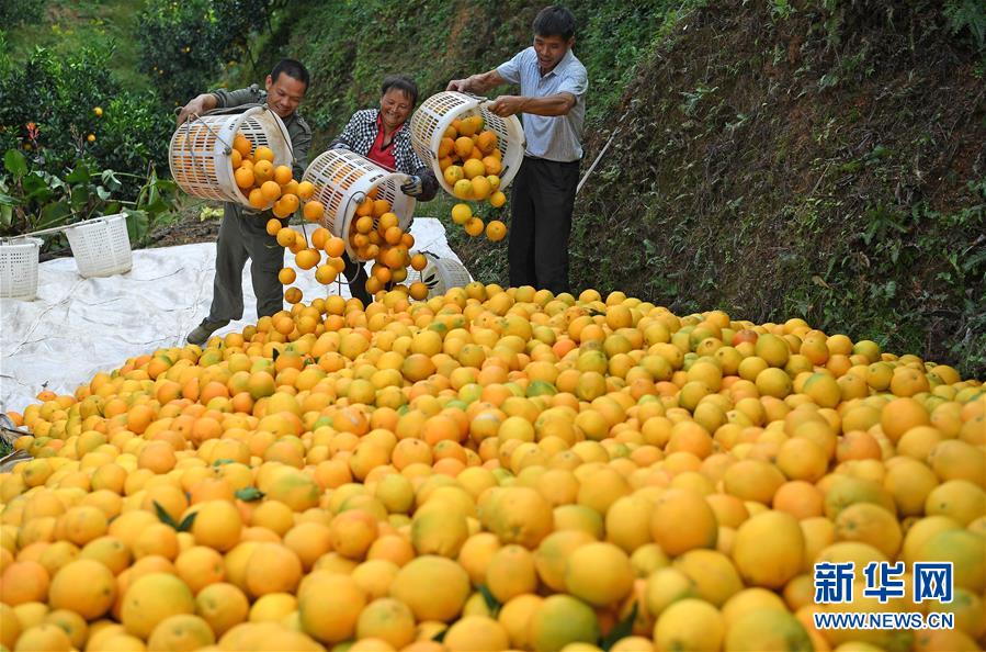 （紅土地&ldquo;往事新說&rdquo;&middot;圖文互動(dòng)）（7）昔日房前&ldquo;一棵苗&rdquo; 今朝引來橙滿枝