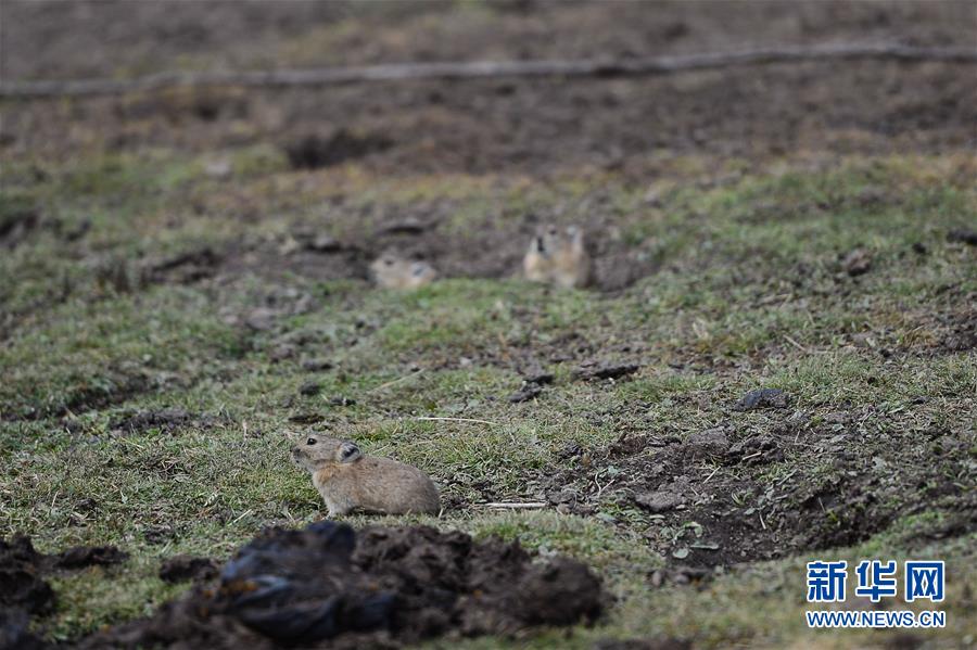 （新華全媒頭條&middot;圖文互動(dòng)）（11）確保&ldquo;中華水塔&rdquo;碧水東流&mdash;&mdash;中國(guó)三江源生態(tài)保護(hù)報(bào)告