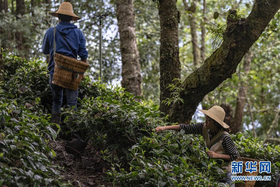 (新華全媒頭條·決戰(zhàn)決勝脫貧攻堅·圖文互動)(3)為了人與自然和諧共生——云南“三江并流”地區(qū)決戰(zhàn)精準(zhǔn)脫貧的“生態(tài)畫卷”