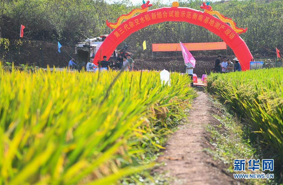 （圖文互動(dòng)）（1）1046.3公斤！袁隆平第三代雜交水稻首次公開測產(chǎn)