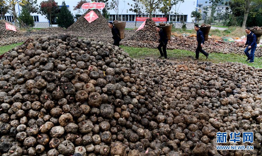 (脫貧攻堅)(2)陜西嵐皋魔芋 助力脫貧攻堅