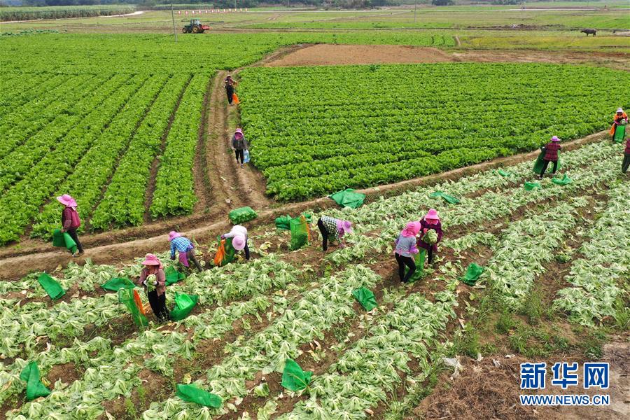 (脫貧攻堅(jiān)·圖文互動(dòng))(2)“豐收圖”里述脫貧