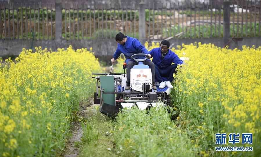 （在習(xí)近平新時(shí)代中國(guó)特色社會(huì)主義思想指引下&mdash;&mdash;新時(shí)代新作為新篇章&middot;總書記關(guān)切開放事&middot;圖文互動(dòng)）（10）來中國(guó)&ldquo;學(xué)種地&rdquo;的&ldquo;洋學(xué)生&rdquo;