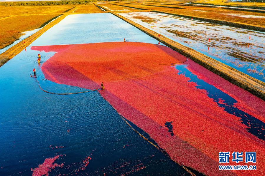 （脫貧攻堅&middot;圖文互動）（2）中國東極故事之五：蔓越莓為什么這樣紅？