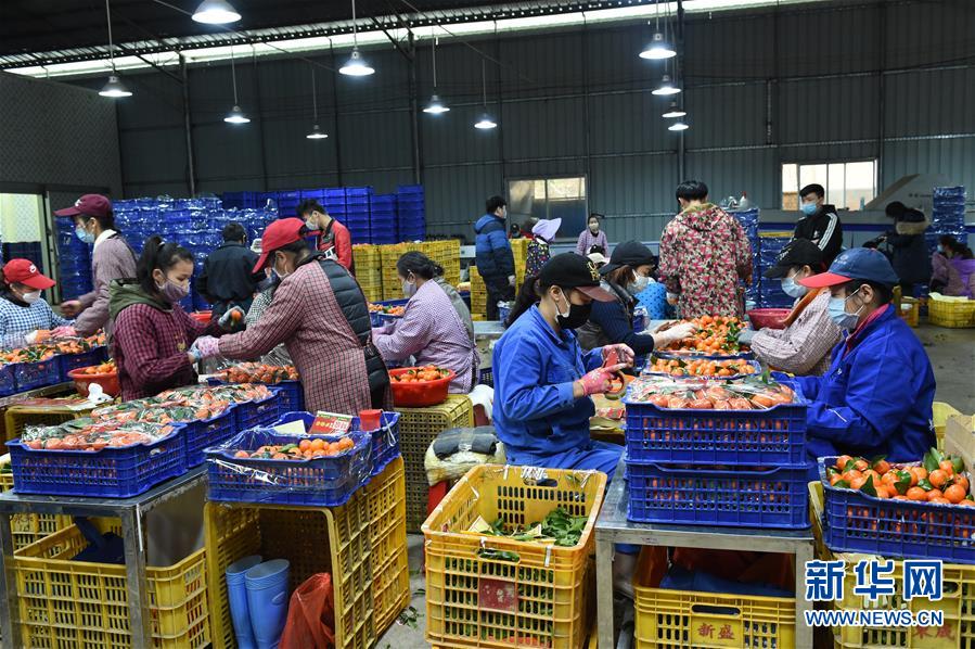 （圖文互動(dòng)）（10）與疫情抗?fàn)?與春光同行&mdash;&mdash;廣西農(nóng)村春耕備耕一線觀察