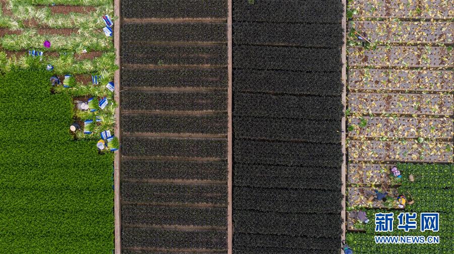 （抓好春耕備耕 穩(wěn)住農業(yè)生產&middot;圖文互動）（4）&ldquo;栽種的是菜苗，收獲的是希望&rdquo;&mdash;&mdash;云南蔬菜集散地通?？h春耕見聞 