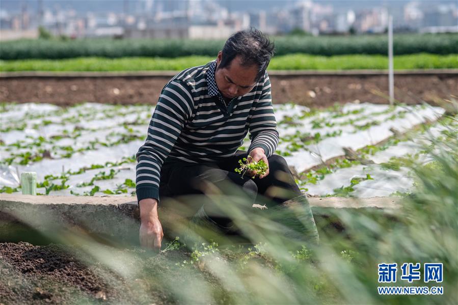 （抓好春耕備耕 穩(wěn)住農業(yè)生產&middot;圖文互動）（3）&ldquo;栽種的是菜苗，收獲的是希望&rdquo;&mdash;&mdash;云南蔬菜集散地通?？h春耕見聞 