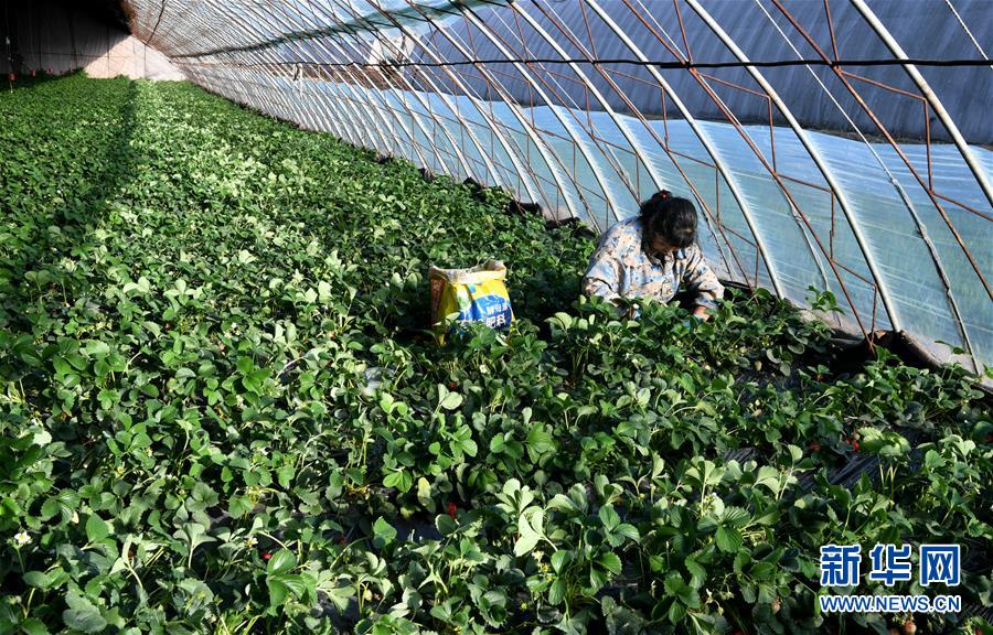 （在習(xí)近平新時代中國特色社會主義思想指引下&mdash;&mdash;新時代新作為新篇章&middot;習(xí)近平總書記關(guān)切事&middot;圖文互動）（3）戰(zhàn)&ldquo;疫&rdquo;要勁時，戰(zhàn)&ldquo;貧&rdquo;再加把勁！&mdash;&mdash;中央各部門助力脫貧攻堅很給力