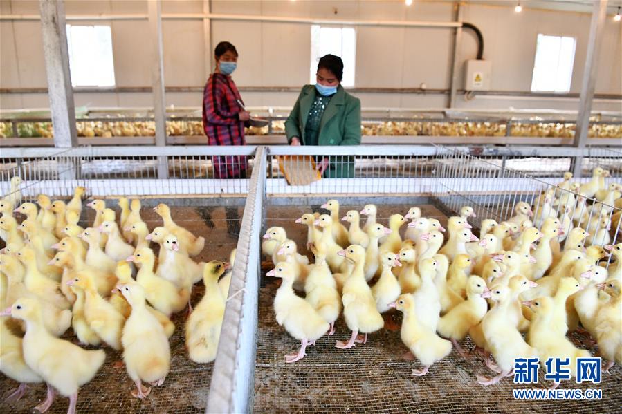 (決戰(zhàn)決勝脫貧攻堅·圖文互動)(2)天然“寶貝”促增收——貴州錦屏縣培育扶貧產(chǎn)業(yè)見聞