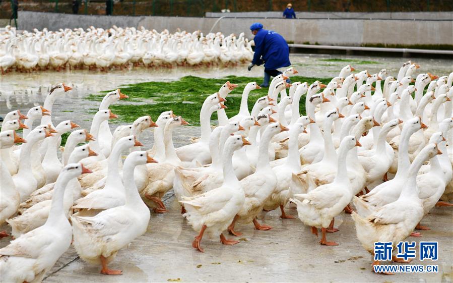 (決戰(zhàn)決勝脫貧攻堅·圖文互動)(3)天然“寶貝”促增收——貴州錦屏縣培育扶貧產(chǎn)業(yè)見聞