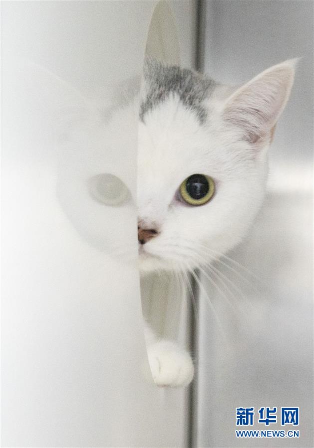 （聚焦疫情防控）（12）武漢：動物醫(yī)院里的臨時&ldquo;奶爸&rdquo;