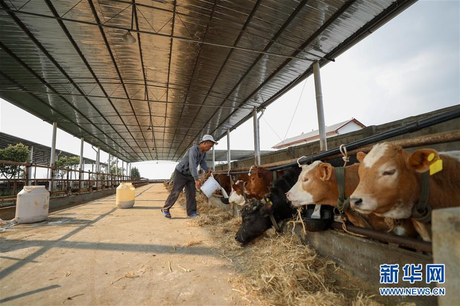 （圖文互動）（5）疏通產(chǎn)業(yè)鏈堵點(diǎn) 保障&ldquo;菜籃子&rdquo;供應(yīng)&mdash;&mdash;重慶養(yǎng)殖大區(qū)力促養(yǎng)殖業(yè)補(bǔ)損復(fù)產(chǎn)