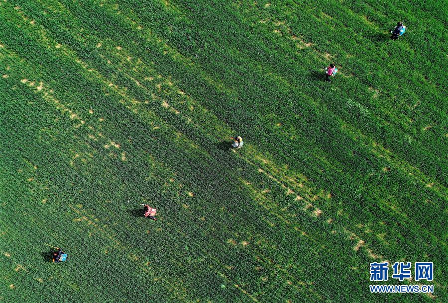 （新華全媒頭條&middot;圖文互動(dòng)）（5）春天，匯聚復(fù)蘇的力量&mdash;&mdash;寫在2020年首季中國經(jīng)濟(jì)收官之際